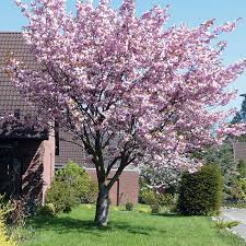 Der Hausbaum Ist Die Zierde Jeden Gartens Sei Er Auch Noch So Klein Im Vergangenen Heft Stellten Wir Eberesche Goldregen Und Haus Baume Garten Zierkirsche