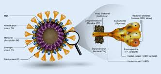 2019 novel coronavirus, wuhan seafood market pneumonia virus) — оболочечный одноцепочный. Grundlagen Der Replikation Und Der Immunologie Von Sars Cov 2 Springerlink