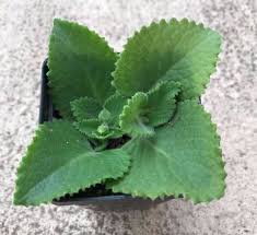 It is an herb that is perennial in tropical regions but most commonly grown as a container plant elsewhere. Live Plant Cuban Oregano Mexican Mint Indian Borage Spanish Thyme Broadleaf Thyme Plectranthus Amboinicus Buy Online In Guernsey At Guernsey Desertcart Com Productid 85762404