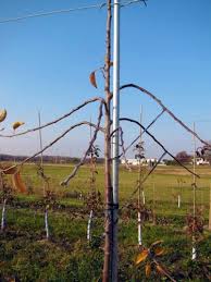Maybe you would like to learn more about one of these? Bend Branches Now To Encourage Flower Bud Initiation In High Density Apple Orchards Msu Extension