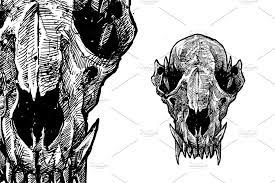 Wolf Head Skull Wolf Head Composition Design Wolf Sketch