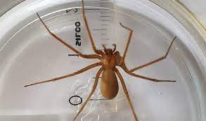 La araña violinista suele crear telarañas con construcciones similares a el de una hamaca, y las cuelgan de un lado a otro, dejándolas colgar en el centro. Tamano Real De La Arana Violinista