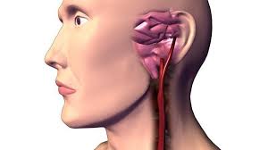 The research is the latest in a series of reports critical of carotid endarterectomy, an operation performed on more. Steer Clear Of These 9 Artery And Vein Diseases Everyday Health