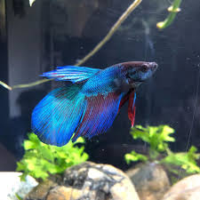 Blue Spade Tail Betta Fish Betta Fish Types Betta Fish Betta