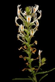 Image result for Hebenstretia dentata