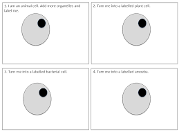 As observed in the labeled animal cell diagram, the cell membrane forms the confining factor of the cell, that is it envelopes the cell constituents together and gives the cell its shape, form, and existence. Resources For Science Teachers Who Like To Think Topicdrawing Cellslevelkey Stage 3 Or Any Course Ppt Download