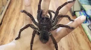 Fafy siqueira fala sobre a importância de golias em sua carreira. A Thread From Michelotto8legs Thread Aranhas Caranguejeiras Ou Tarantulas Ingles As Maiores E Mais Robustas Aranhas Do Mundo