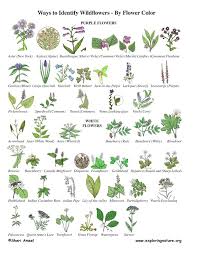 Wildflower Identification Plants Flower Identification Pinterest Plant