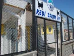 Kayseri De Kedi Bakim Evi Acildi
