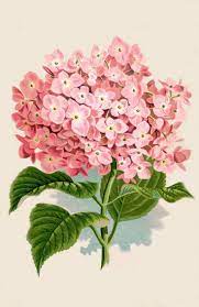 Free Printable Pink Hydrangea Flower The Graphics Fairy Love This Vintage Botanical Print Would Look Vintage Botanical Prints Botanical Prints Instant Art