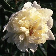 They are available in white and warm primary colors like red, orange and pink. 00503 Paeonia Kelway S Glorious Type Herbaceous Peony Species Cultivar Lactiflora Peonies The Manual Of The American Peony Society Edited By James Boyd C 1928 American Peony Society Check List Of Chinese Peonies In Commerce Double