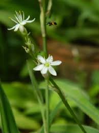 Image result for Chlorophytum macrosporum