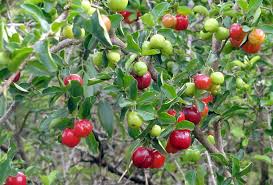 Image result for Malpighia