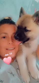 I'm new to the group! This is my Akita Luna she will be 2 in August! I got  her at 7 weeks.