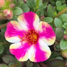 Image result for Portulaca kermesina