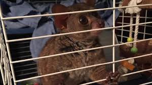 Thousands and thousands of animals. Bushbaby Safe After Pet Store Owner Uses Exotic Animal As Payment Kmtr