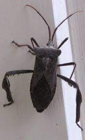 Leaf Footed Bug Leaf Footed Bug Stink Bugs Bugs