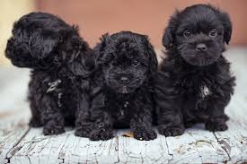 See more ideas about shih poo, puppies, doggy. Shih Poo Ultimate Pet Parent Care Guide And 7 Fun Facts Perfect Dog Breeds
