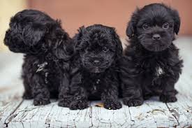 Yorkie shih tzu poodle mix black and white. Shih Tzu Poodle Mix Black Off 75 Www Usushimd Com
