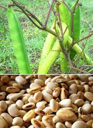Di indonesia, kacang koro biasanya diolah menjadi tempe benguk. Dispertan Bantenprov Go Id Kacang Koro Sdg Lokal Berpotensi Global