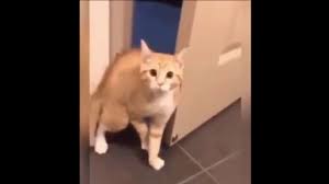 Pin On Cats Kediler