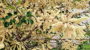 Image result for Grewia mildbraedii