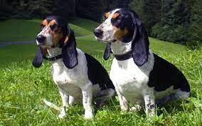 Schweizer laufhund overview bc by the greeks and the phoenicians and the mediterranean islands, the hounds were brought to the nile valley of the continent also are said to be ancestors of this dog. All About Schweizer Laufhund Origin Behavior Trainability Puppy Price Health Facts