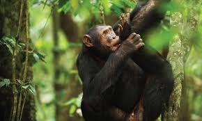 Nyungwe forest national park - rwanda national parks