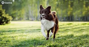 Even if they don't have a microchip, if someone finds your dog, the first person that they'll call is usually the police. Why Do Dogs Run Away 6 Reasons How To Keep Your Dog Safe