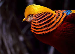 Gambar burung cantik di dunia | gambar burung wallpaper. Inilah Burung Tercantik Di Dunia Part I Zetizen Cirebon