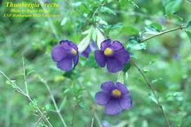 Image result for Thunbergia erecta