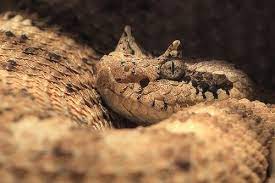 Sidewinder Rattle Snake Wild Animals Photography Rattlesnake Snake