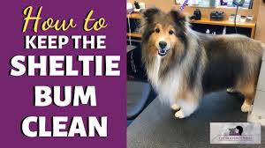 Shelties have a double coat, and often shed a lot of the time, no matter the season. 3 Grooming Tips To Keep Your Sheltie Cool In The Heat Youtube