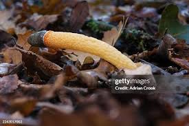 Image result for Mutinus caninus