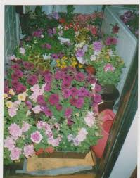 Image result for foto moud Forsterův