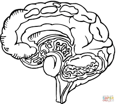 Human Brain Coloring Page Supercoloring Com Animal Coloring Books Super Coloring Pages Human Heart Drawing