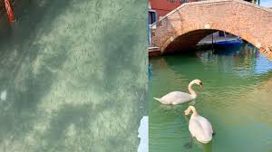 Ida y vuelta desde $ 84.251 sólo ida desde $ 69.027 multidestino desde. El Lado B Del Coronavirus Venecia Sin Turistas Se Lleno De Peces Y Cisnes Fund Nuestromar