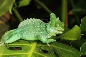 The species is endemic to central america and south america, where it is found near rivers and streams in rainforests. Green Basilisk Lizard Facts For Kids