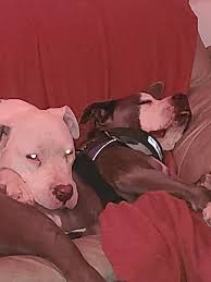 Lost items at Perham pickleball court