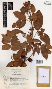 Image result for Connaraceae