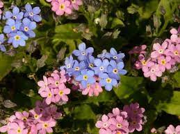 Etymological meaning of the forget me not flower. Amazing Meaning And Symbolism Of Forget Me Not Flower Florgeous