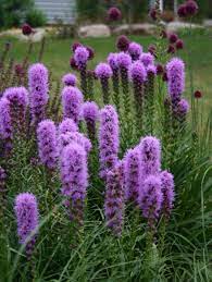 Plant Profile Liatris Plants Liatris Planting Flowers