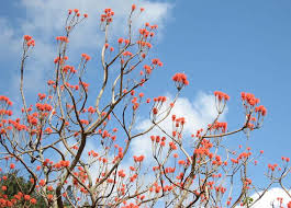 Image result for Erythrina abyssinica