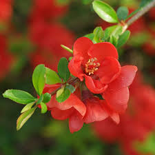 Chaenomeles texas scarlet flowering quince. Chaenomeles Japonica Flowering Quince Chaenomeles Flower Garden Plans