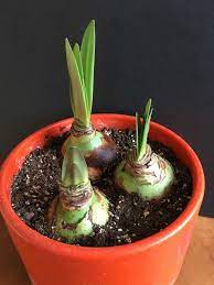 How To Know When Amaryllis Bulbs Will Flower Longfield Gardens Planting Bulbs Amaryllis Bulbs Amaryllis Plant