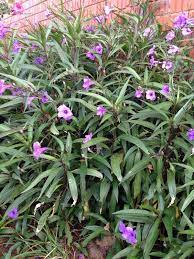 Maybe you would like to learn more about one of these? Mexican Petunia Ruellia Brittoniana Easy To Grow In Sun Or Partial Shade Will Reach A Height Of From Florida Landscaping Ground Cover Plants Ground Cover