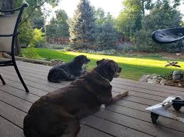 Maybe you would like to learn more about one of these? Denver Favorite Dogs Labrador Retriever Still The Top Dog In Denver Fox31 Denver