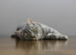 Common causes of cats being sick regurgitation is when cats throw up undigested food, often with little or no effort. Acute Vomiting In Cats Petmd