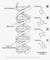 Rna Drawing , Png Download - Draw A Dna Structure, Transparent Png - Kindpng