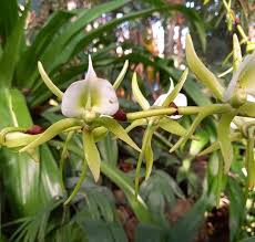 Image result for Angraecum